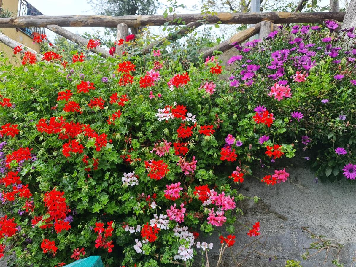 Casa Betania Da Peppe Villa Sorrento Eksteriør billede